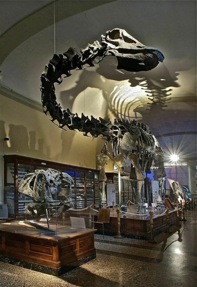 Dino il Diplodoco, conservato nel museo Capellini