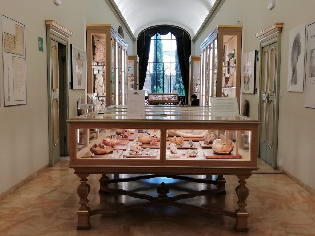 Museo delle Cere Anatomiche di Bologna